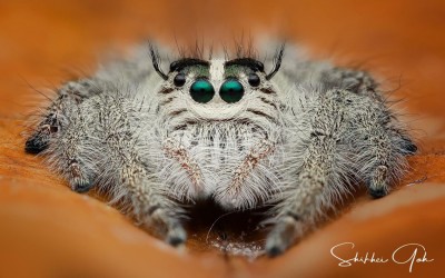 Hyllus Diardi (jumping spider) - Juvie